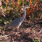 1109F 138 Trier-Paderborn